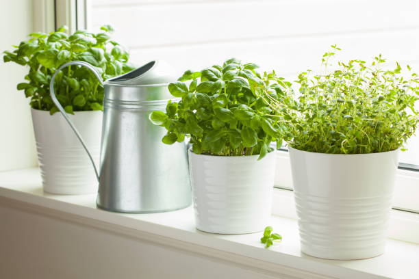 istock fresh basi and thymel herb in pot on window, watering can 827576092