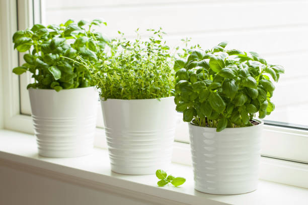 istock fresh basi and thymel herb in pot 827576222