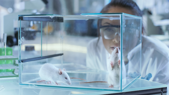 Los científicos de investigación médica que analiza ratones de laboratorio mantenidos en una jaula de cristal. Ella trabaja en un laboratorio de luz. photo