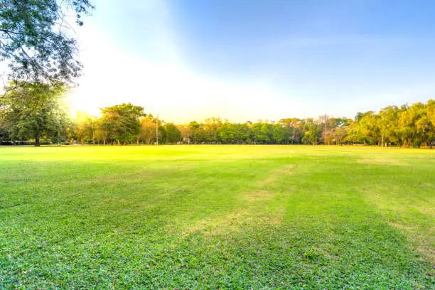 Photo of landscape of grass field and green environment public park use as natural background,backdrop
