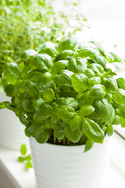 istock fresh basil and thyme herbs in a pot on window 827584178