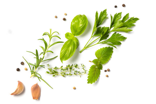 selectionof herbs and spices, isolated - parsley herb isolated spice imagens e fotografias de stock