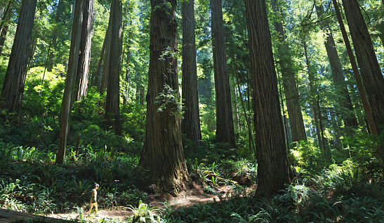 A female walks through the redwood forest
