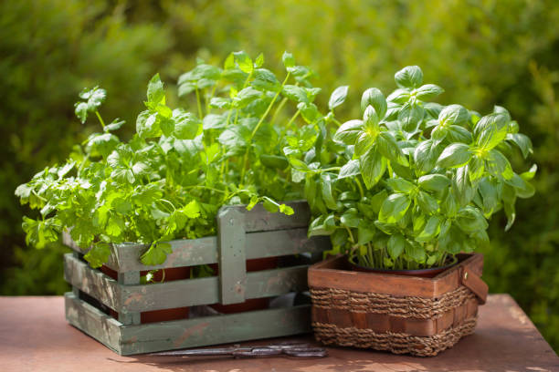 istock fresh basil parsley mint herbs in garden 827588282