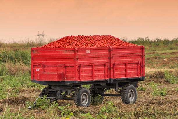 istock Organic tomatoes collected for paste factory at bandirma balikesir turkey 827591816