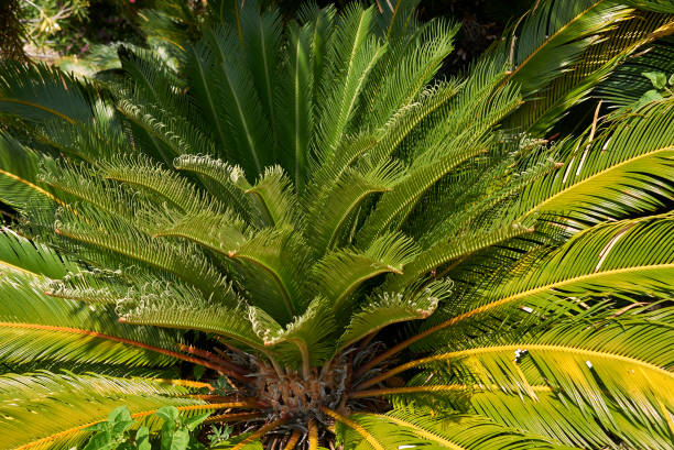 istock Cycas revoluta 827591996
