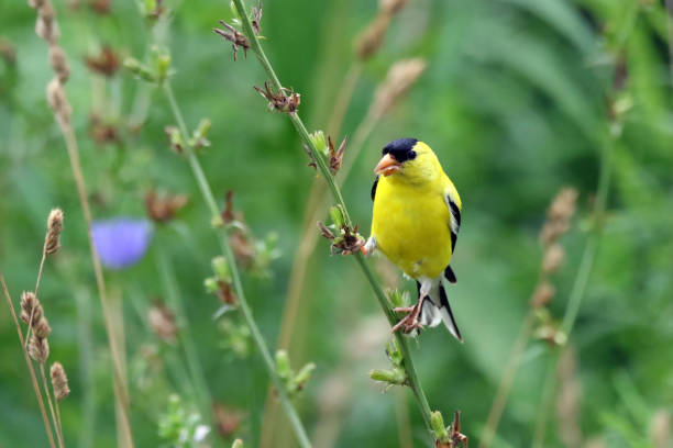 istock American Goldfinch 827596462