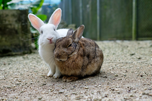 two cute rabbits on in Japan