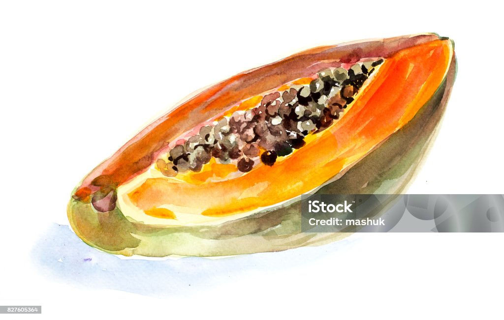 Watercolor painting papaya Watercolor painting Papaya stock illustration