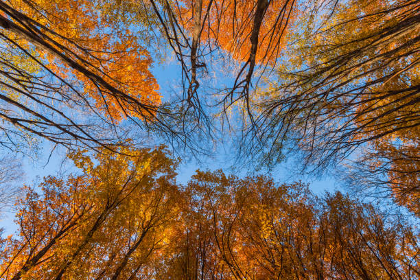istock Beautiful yellow autumn forest 827608904