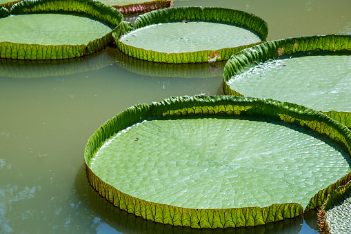 Victoria lotus leaf on pond