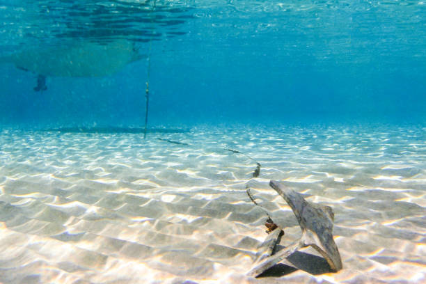 Underwater scene in tropical sandy beach, Koufonisi island, Crete, Greece.