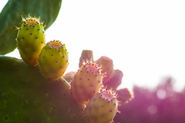 istock Close up of prickly pears, Crete, Greece. 827612192