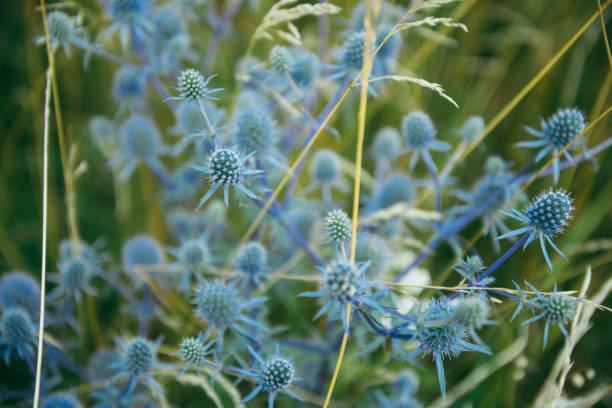 istock top view of flower field 827615932