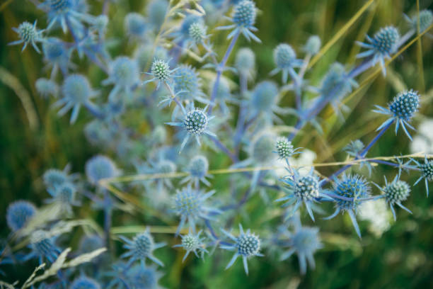 istock top view of flower field 827616010