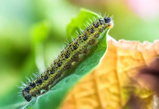 Caterpillar,Insect,Wildlife,Nature