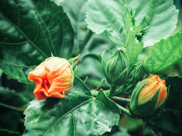 istock Hibiscus flower - orange flower 827619956