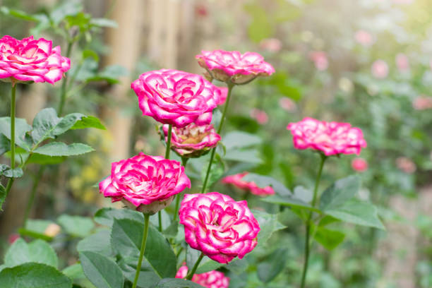 istock Beautiful Pink and white roses tree in the garden 827623358