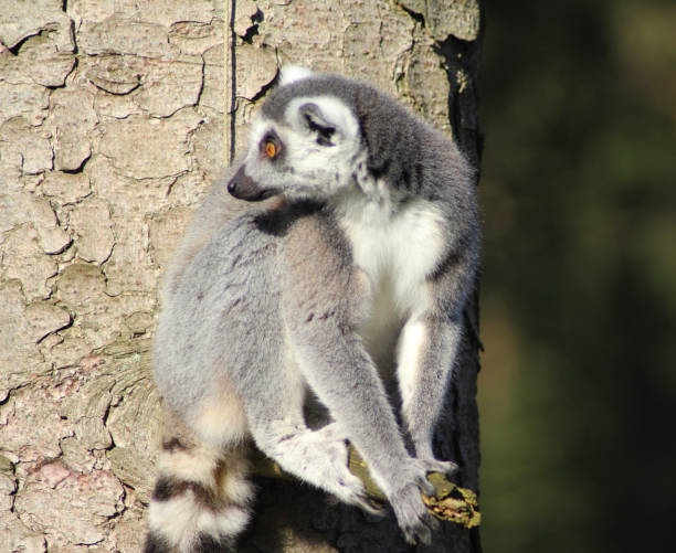 The ring-tailed lemur stock photo