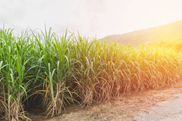 Sugarcane field in blue sky with orange sun ray stock photo