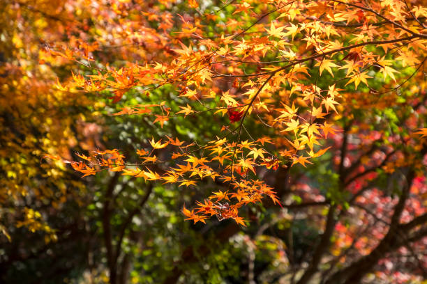 istock Autumn leaves of Japanese maple(Momiji) background 827632590