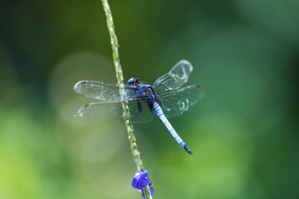 Animal, Dragonfly, Insect, Asia, Hong Kong