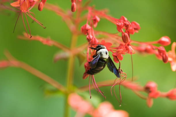 Carpenter Bee, Animal, Bee, Flying, Insect