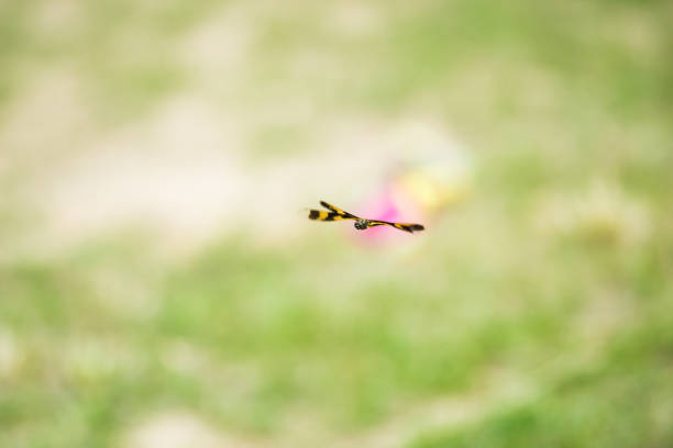 Dragonfly with lavender background