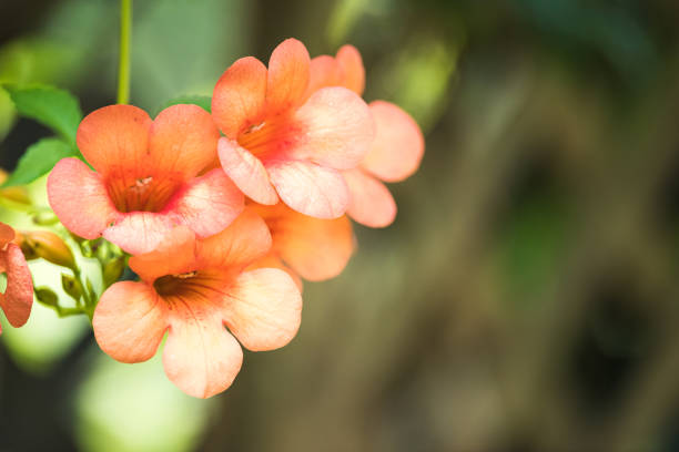 istock Close up Orange Flower with blur background 827635562