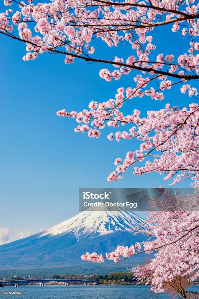 Pink Sakura Branches and Fuji Mountain Background at Kawaguchiko Lake Pink Sakura tree and Fuji Mountain in Spring Japan Stock Photo