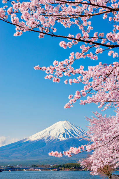 Pink Sakura Branches and Fuji Mountain Background at Kawaguchiko Lake Pink Sakura tree and Fuji Mountain in Spring fujikawaguchiko stock pictures, royalty-free photos & images