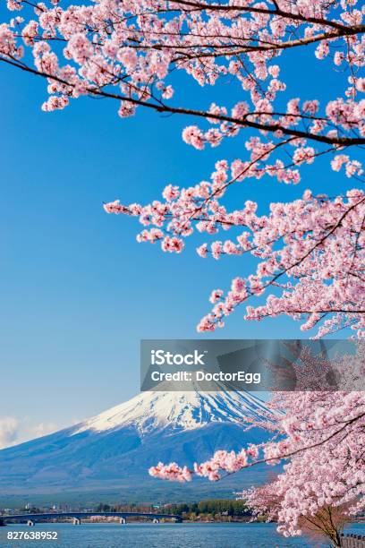 Pink Sakura Branches And Fuji Mountain Background At Kawaguchiko Lake Stock Photo - Download Image Now