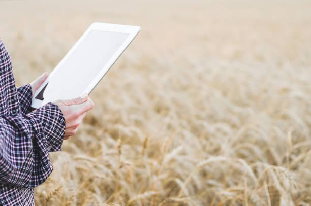 la donna contadina con il tablet pc in mano nel campo del grano - ipad farmer agronomy pc foto e immagini stock