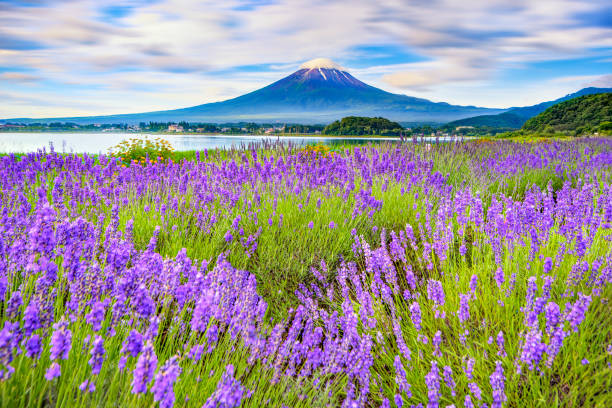 Fuji mountain and Lavender Field at kawaguchiko lake Lavender festival at Kawagcuchiko lake with Fuji mountain background fujikawaguchiko stock pictures, royalty-free photos & images