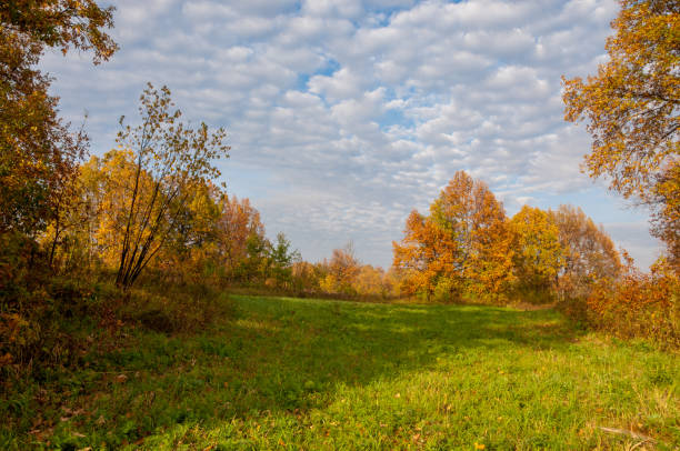 istock Landscape. Autumn meadow, colorful yellow trees, beautiful sky 827642628