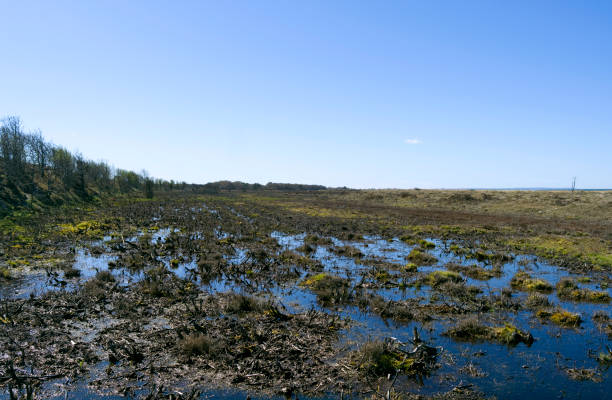 Moorland behind the dunes at Storedal on Laesoe island