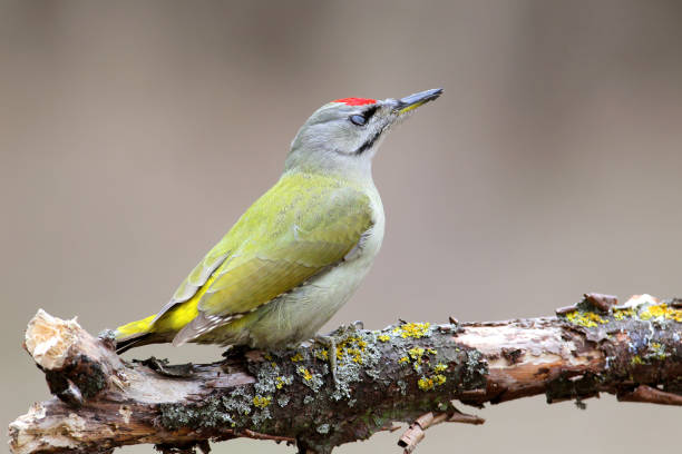 istock Portrait og grey headed woodpecker in soft sunlight. 827647932