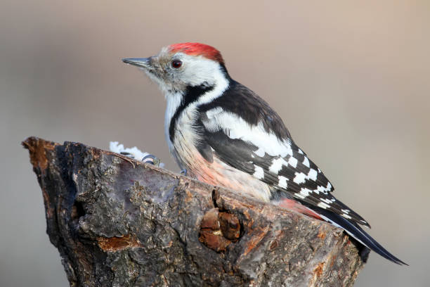 istock Middle spotted woodpecker closeup portrait 827648024