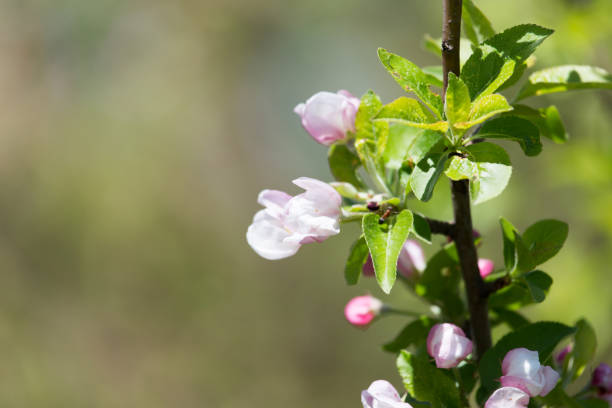 istock beautiful flowers on the branches of apple trees 827651682