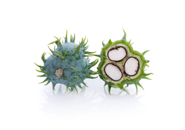 istock Castor oil plant on white background 827657726