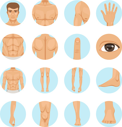 Vector human. Different parts of man body. Set of human leg and hand, head and foot illustration