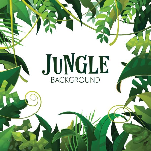 ilustrații de stoc cu jungla tropicale frunze de fundal. palmieri poster - pădure pluvială