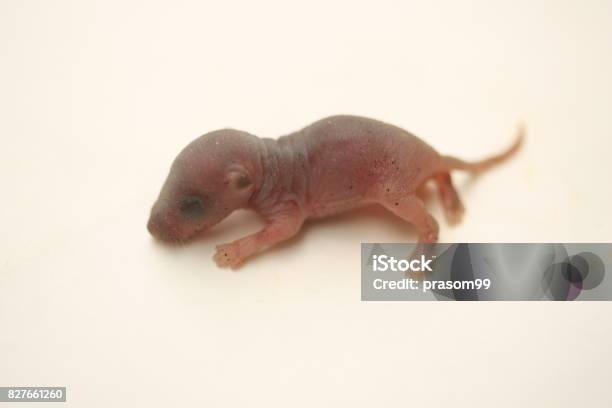Baby Rat Stock Photo - Download Image Now - Animal, Animal Hair, Animal  Wildlife - iStock