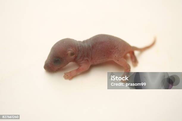 Baby Rat Stock Photo - Download Image Now - Animal, Animal Hair, Animal Wildlife - iStock Baby Rat Stock Photo - Download Image Now - Animal, Animal Hair, Animal Wildlife - iStock