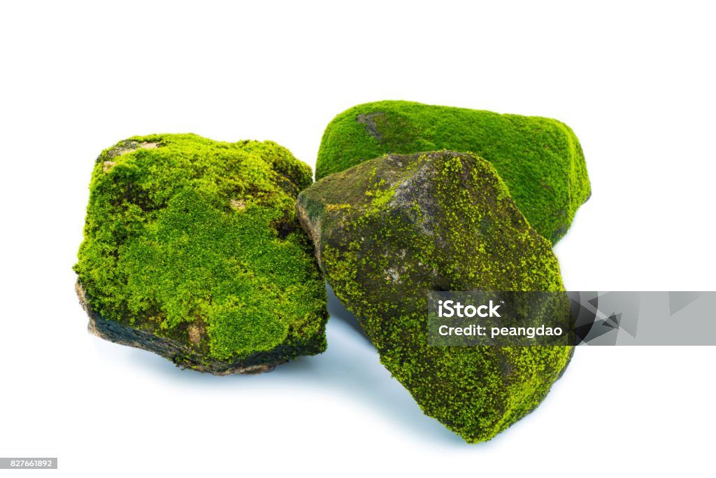 Piedra aislada sobre fondo blanco y verde musgo - Foto de stock de Musgo - Flora libre de derechos
