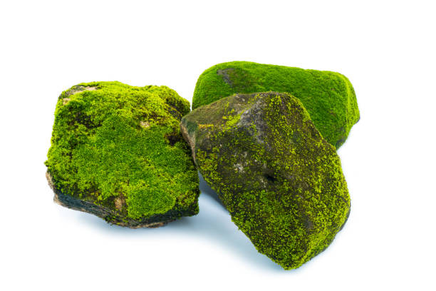 Green moss and stone isolated on white background