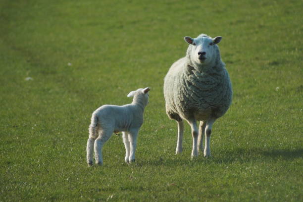 istock Sheep with lamb in a green grass field 827662158