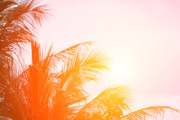 istock Evening sun shines through the coconut in the garden. 827662724