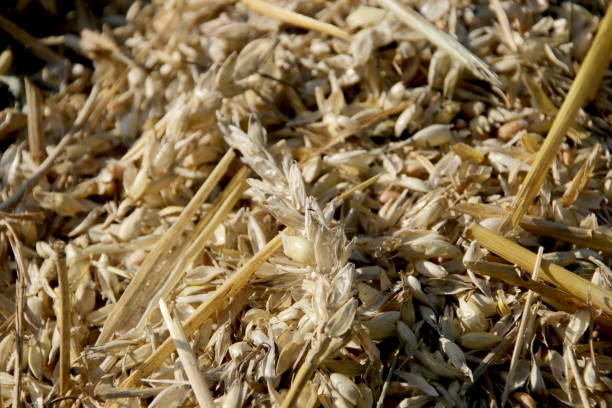 Chaff Rootless 1,500+ What Is Chaff Pictures Stock Photos, Pictures & Royalty-Free ...