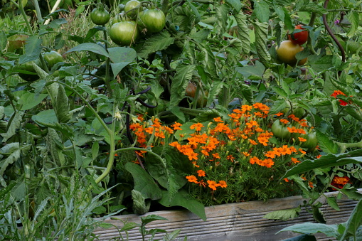 Organic cultivation in the raised bed with vegetables and flowers